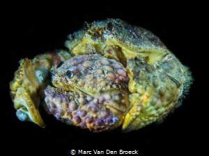 This girl is mine !!! by Marc Van Den Broeck 